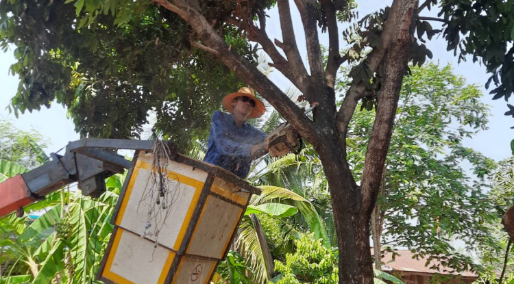 การดำเนินกิจกรรมตัดแต่งกิ่งไม้สาธารณะ ประจำปี 2565